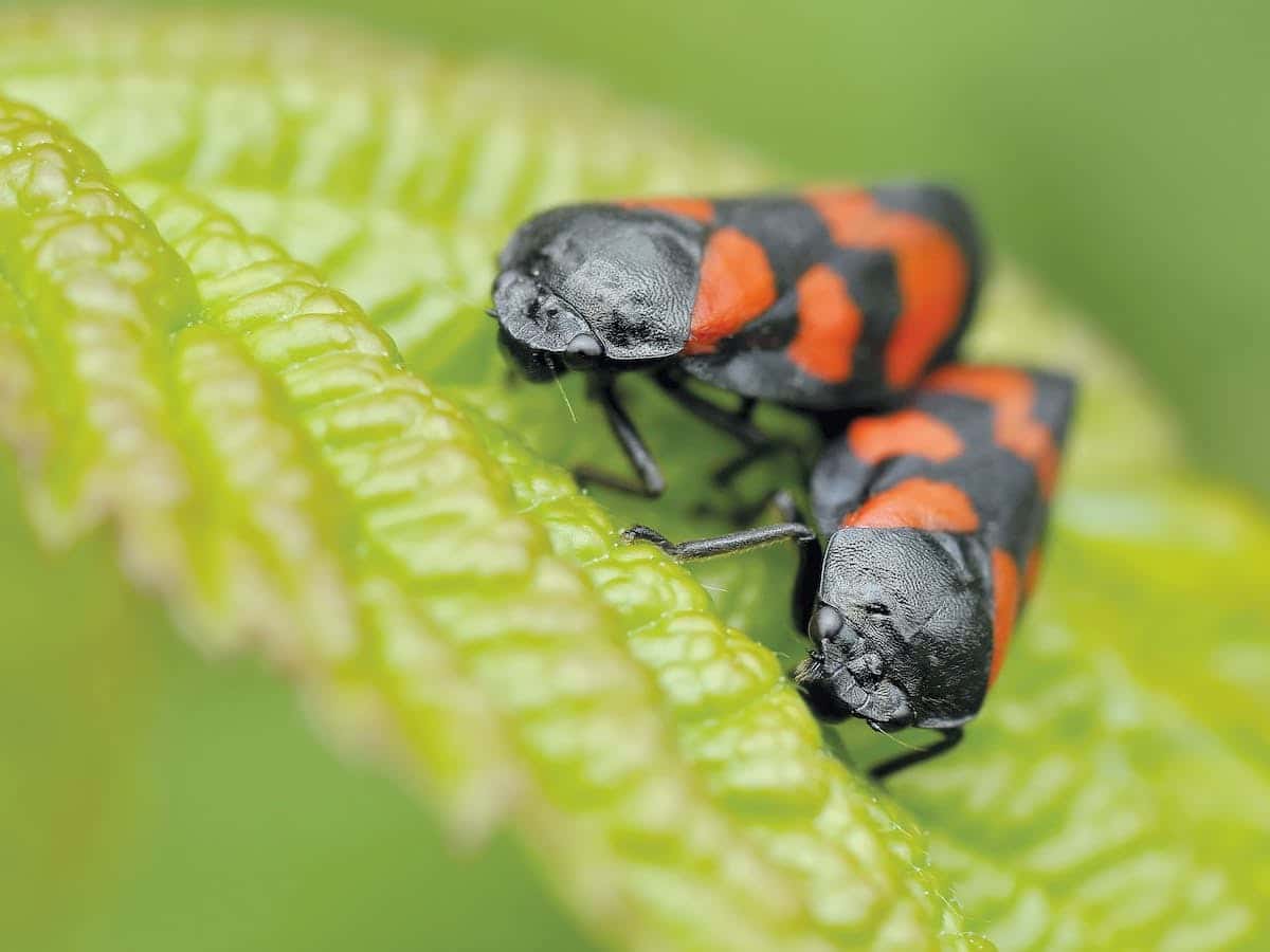 hanneton larve