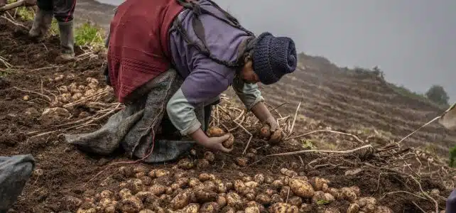 Les secrets d’une plantation réussie : quelle distance idéale pour planter vos pommes de terre ?