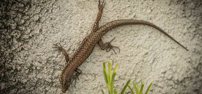 Les étapes essentielles pour gérer la présence d’un lézard dans votre maison