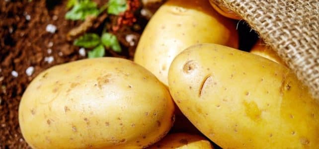 Les secrets de l’arrosage des pommes de terre pour une récolte abondante